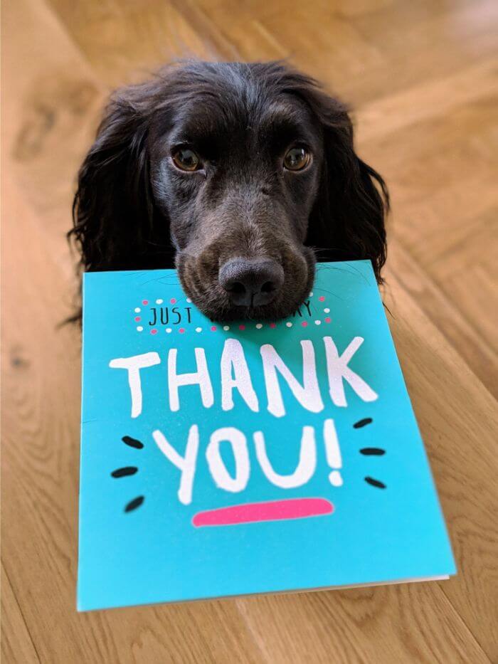 Black dog adding card with thank you written