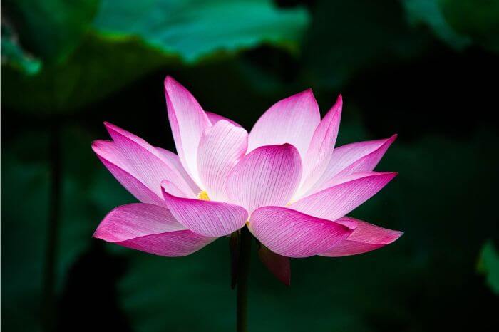 Lotus flower is blooming